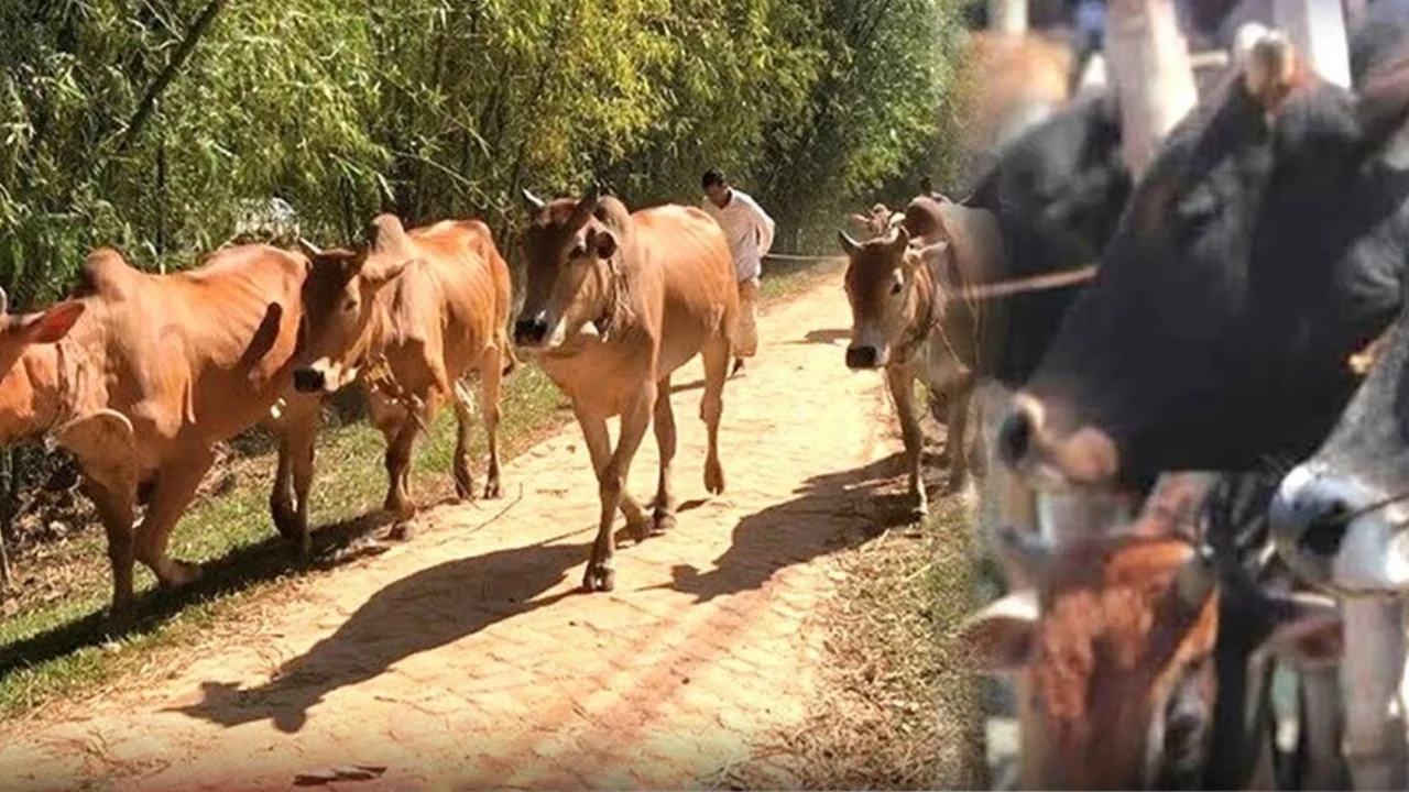 কোরবানীর পশু প্রবেশ নিয়ন্ত্রণে কঠোর বিজিবি ও নৌপুলিশ