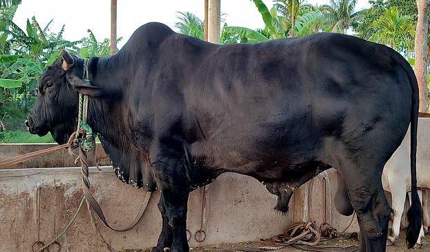১২ লাখে বিক্রির অপেক্ষায় ৩৫ মণের ‘ব্ল্যাক ডায়মন্ড’