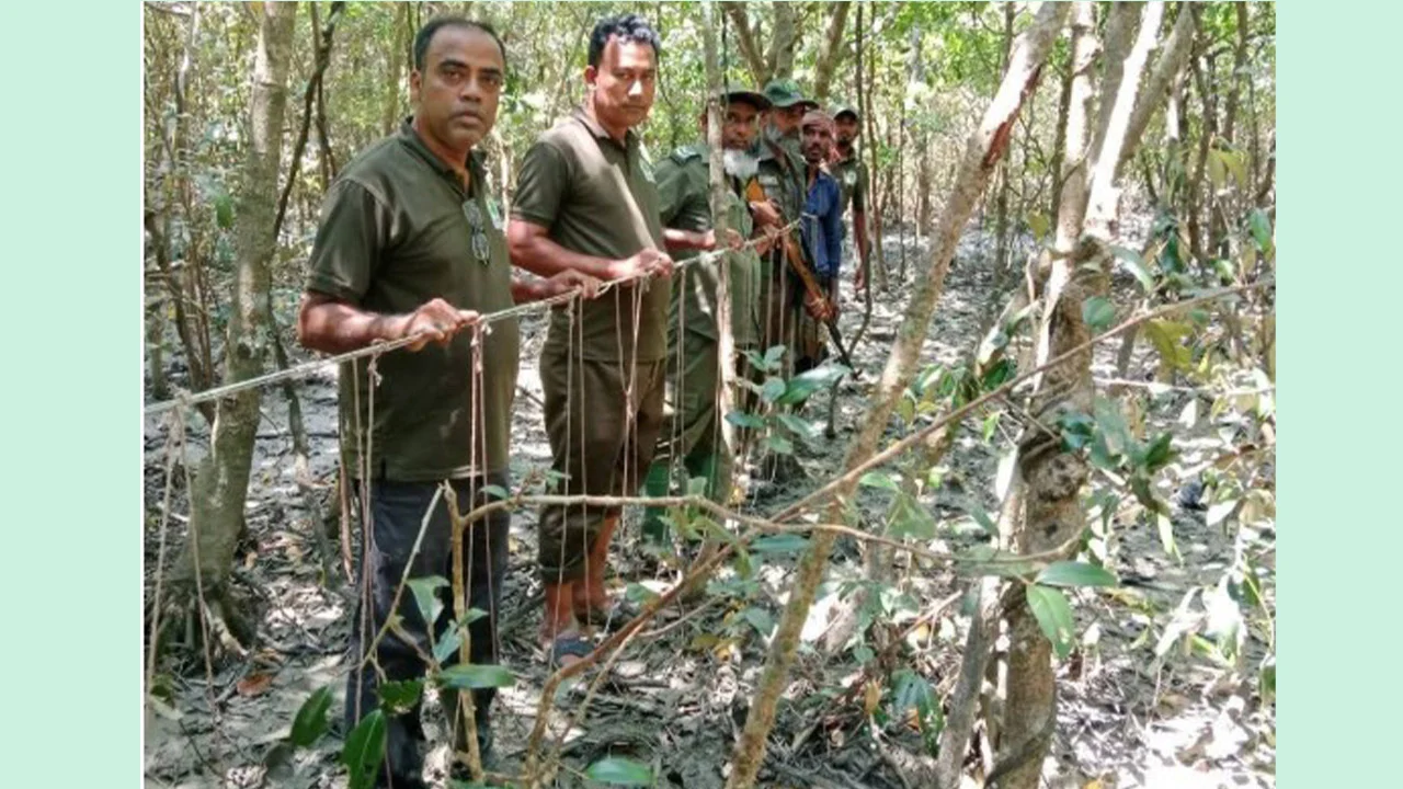 সুন্দরবনে হরিণ শিকারের ১৩৫টি ফাঁদ জব্দ