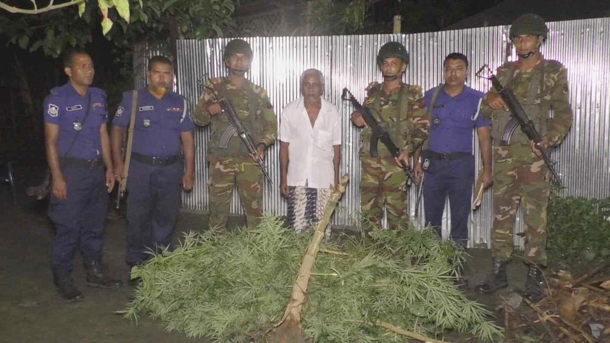 নীলফামারীতে সেনা-পুলিশের যৌথ অভিযান, বাড়ি থেকে গাঁজার গাছ উদ্ধার
